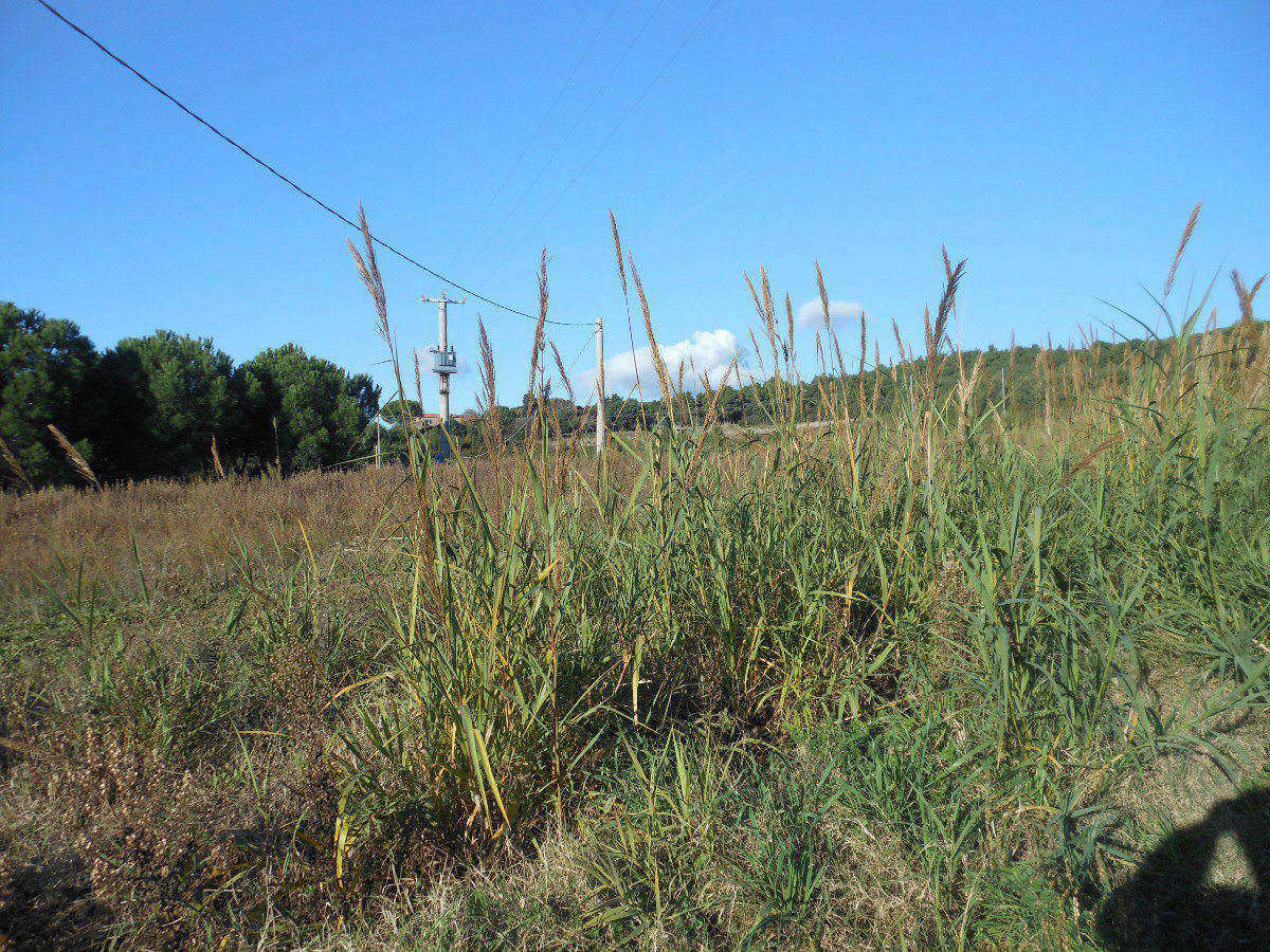 Arundo donaciformis (Loisel.) Hardion, Verlaque & B. Vila